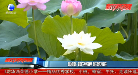 雨中賞荷：斜雨飛絲織曉空 雨打荷花百媚生