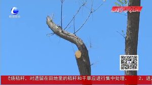 大量國槐疑似落葉枯死  市民惋惜望及時(shí)救治