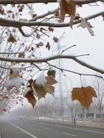 藝術(shù)大道上的雪景