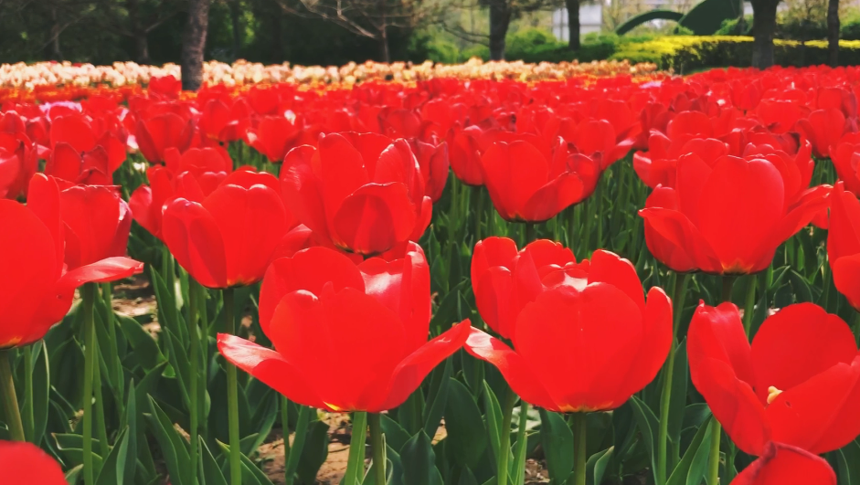 美麗廊坊：郁金香花海（一）