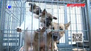 我市犬類留檢所對不文明養(yǎng)犬行為進行整治 發(fā)布軍民領(lǐng)養(yǎng)犬只流程