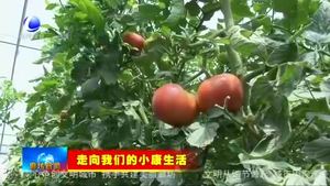 永清縣瓦屋辛莊村：棚菜種植引領(lǐng)農(nóng)民走上致富路