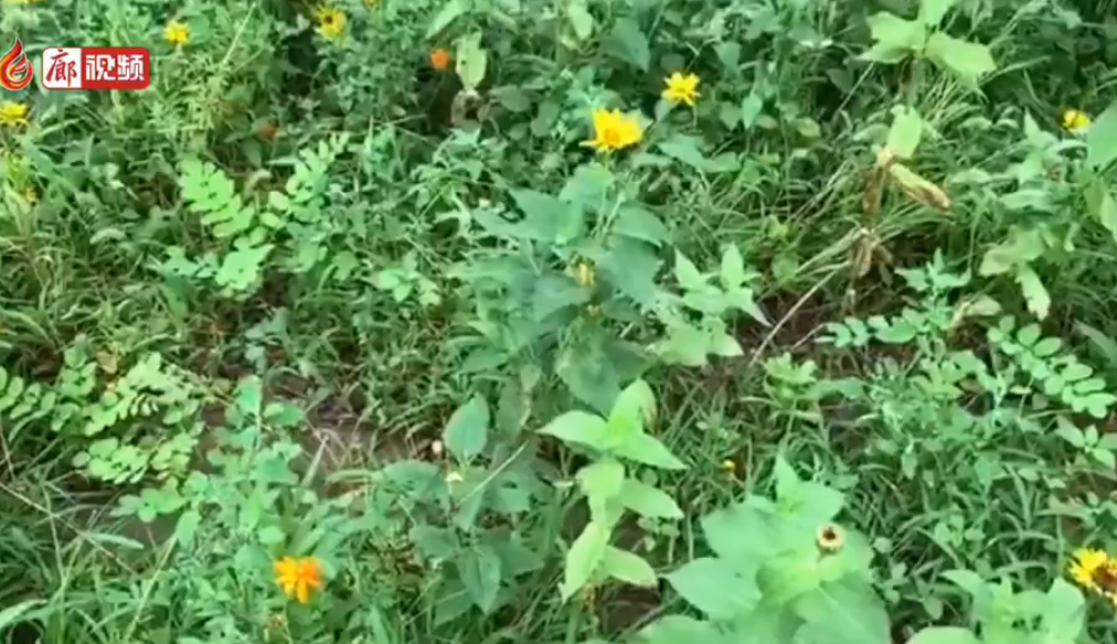 廊視頻 | 雨過天晴之后的丹鳳公園