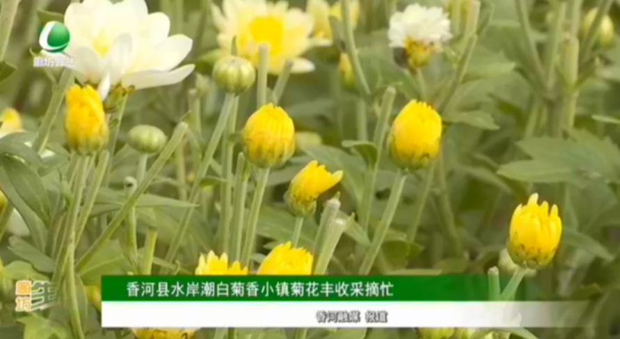 香河縣水岸潮白菊香小鎮(zhèn)菊花豐收采摘忙