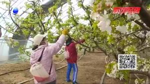 【走向我們的小康生活】香河縣安平鎮(zhèn)：櫻桃花開香滿園 托起豐收希望