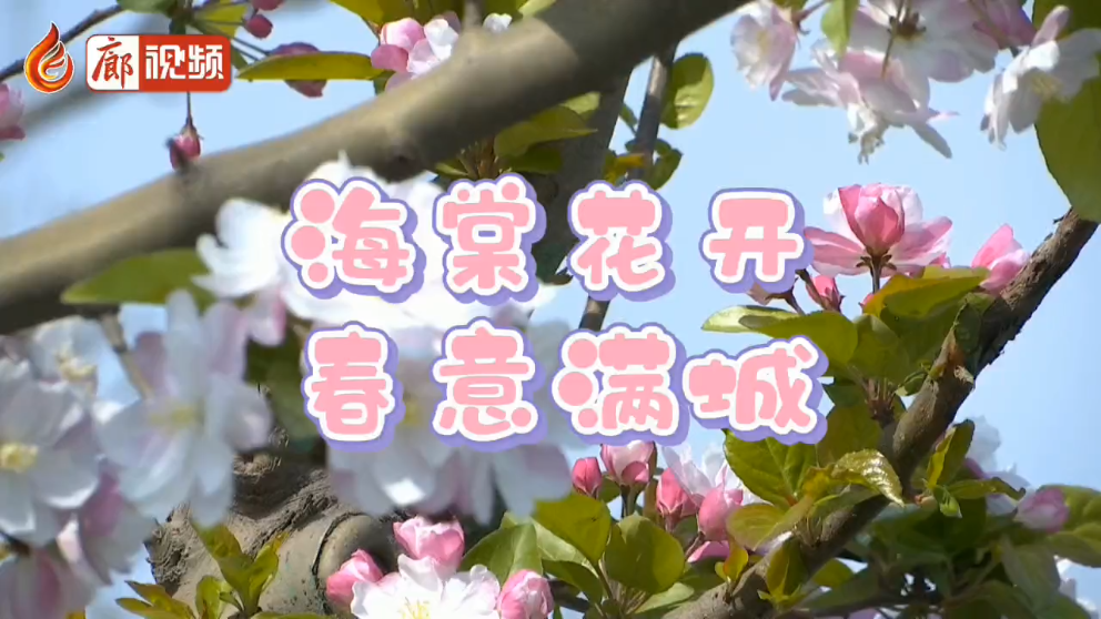 廊視頻 | 海棠花開春意滿城