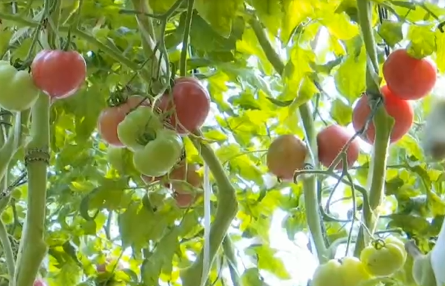 廊視頻 | 永清縣彩木營村：小小西紅柿映紅百姓致富路