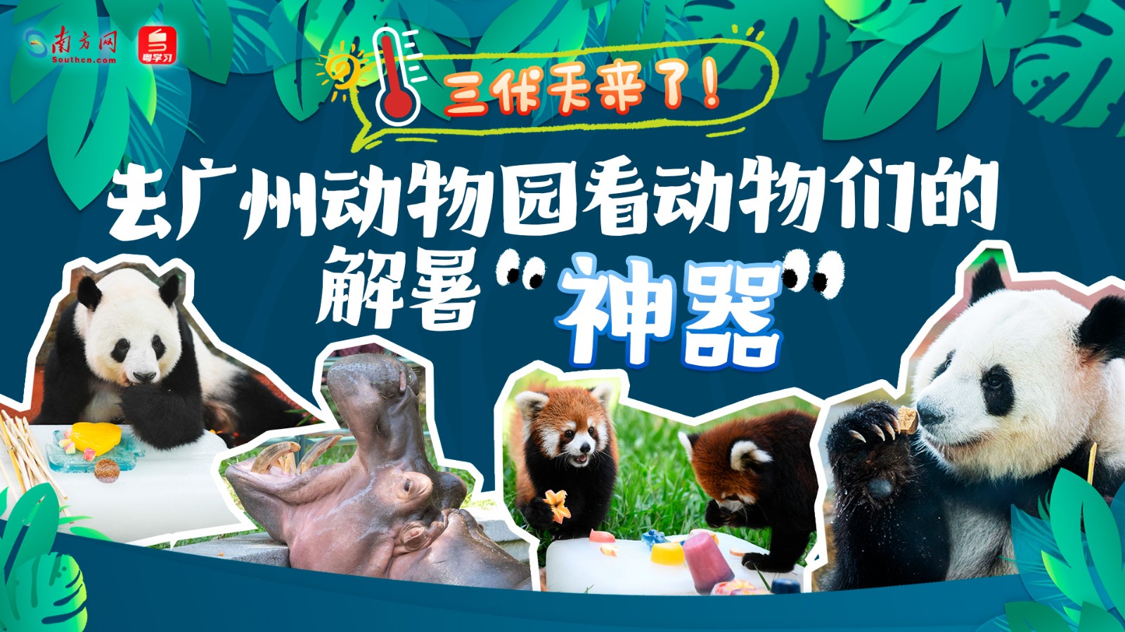 三伏天來了！去廣州動物園看動物們的解暑“神器”